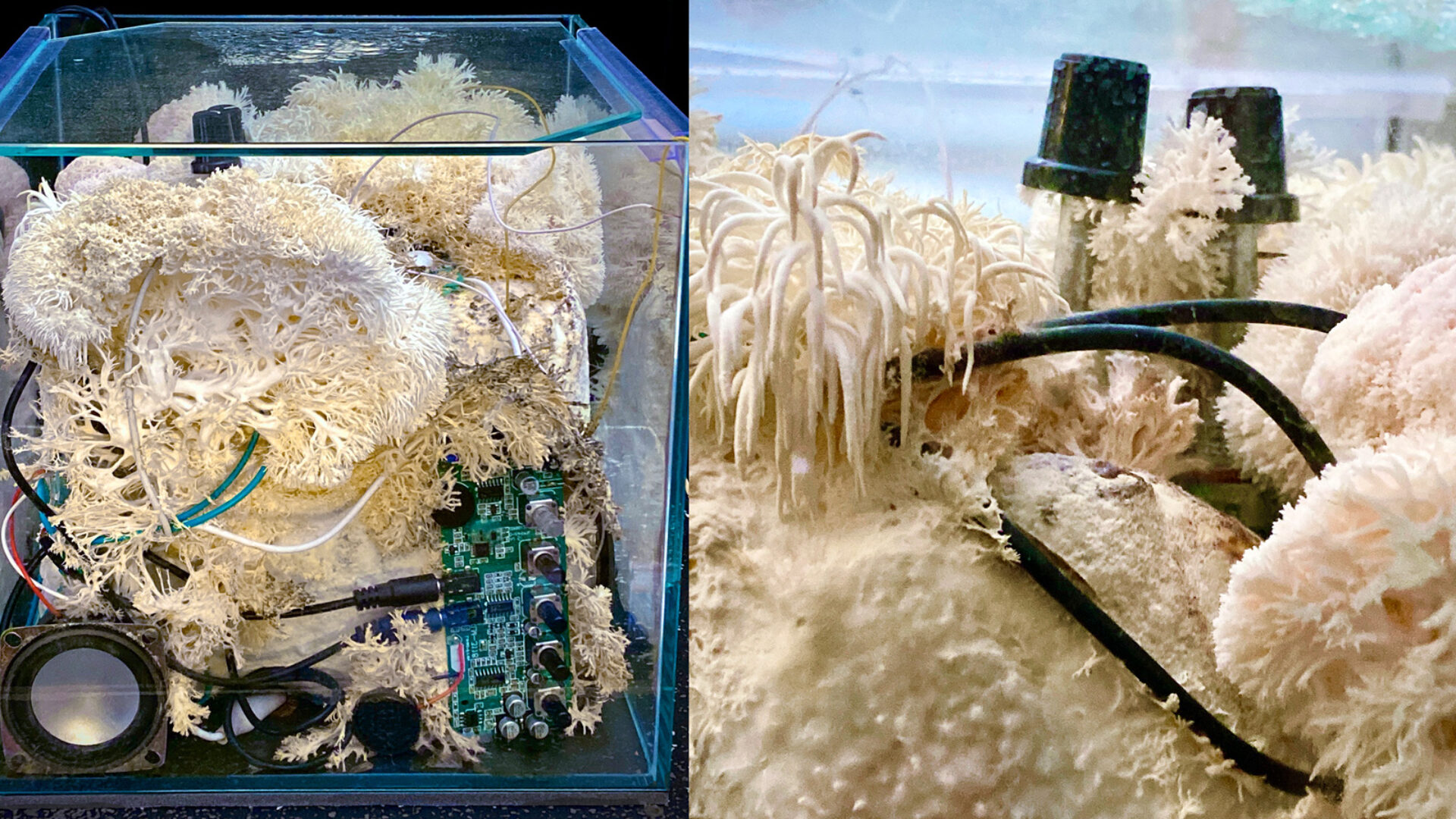 An image from Chris Henschke showing work-in-progress from their exhibition work. A photograph of mycelium growing combined with electronic apparatus.